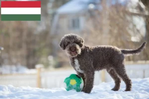 Read more about the article Lagotto Romagnolo criadores e cachorros na Hungria