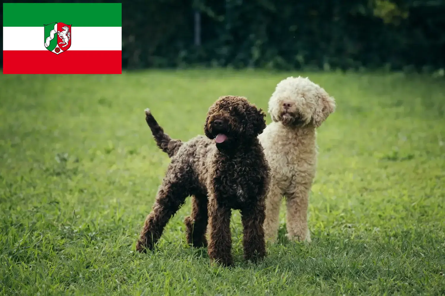 Read more about the article Criadores de Lagotto Romagnolo e cachorros na Renânia do Norte-Vestefália