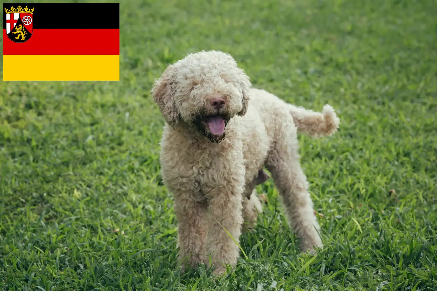 Read more about the article Criadores de Lagotto Romagnolo e cachorros na Renânia-Palatinado