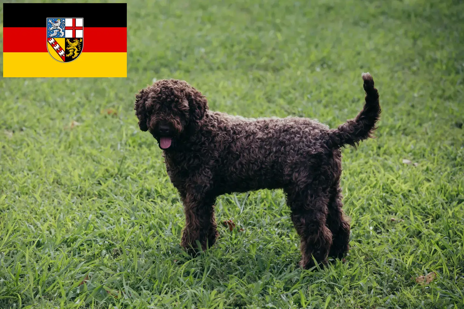 Read more about the article Criadores de Lagotto Romagnolo e cachorros no Sarre