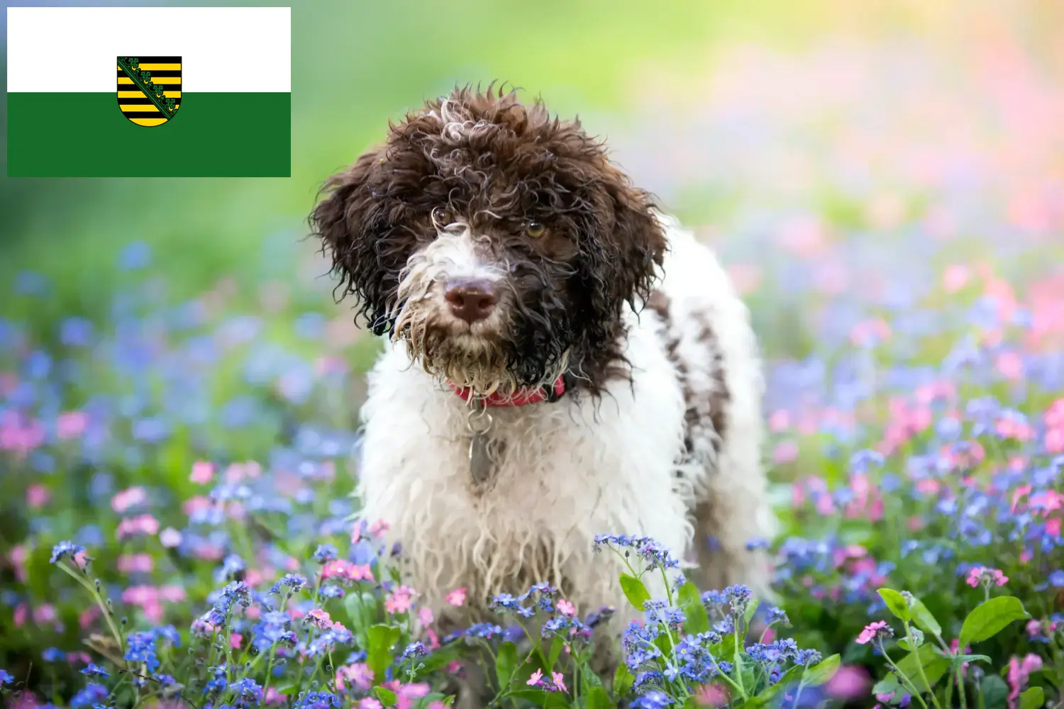 Read more about the article Criadores de Lagotto Romagnolo e cachorros na Saxónia