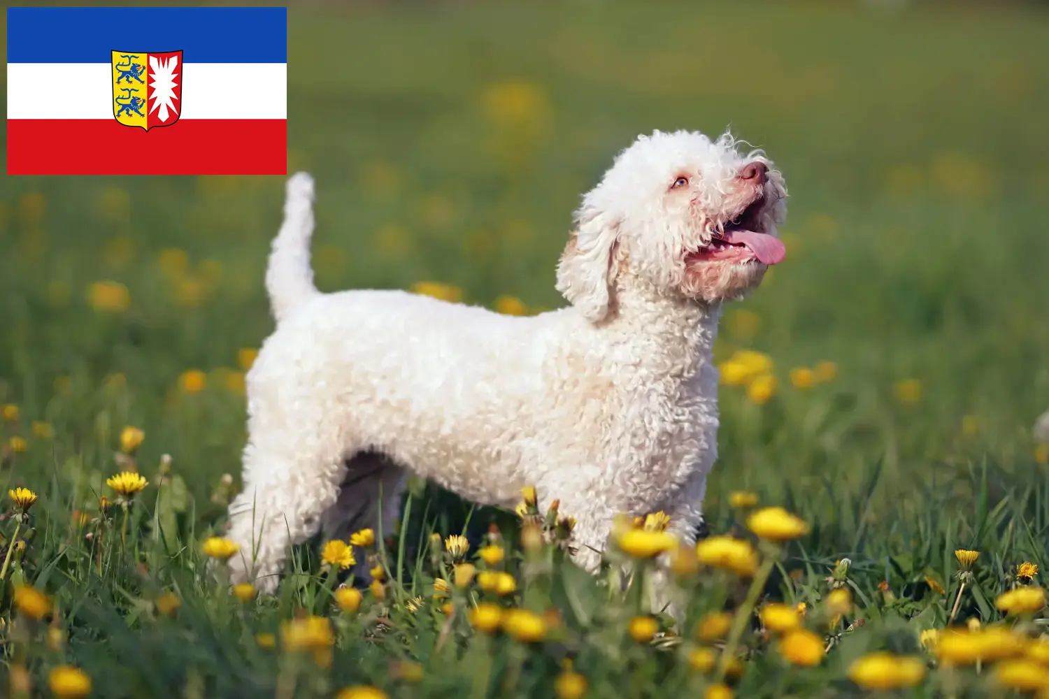 Read more about the article Criadores de Lagotto Romagnolo e cachorros em Schleswig-Holstein