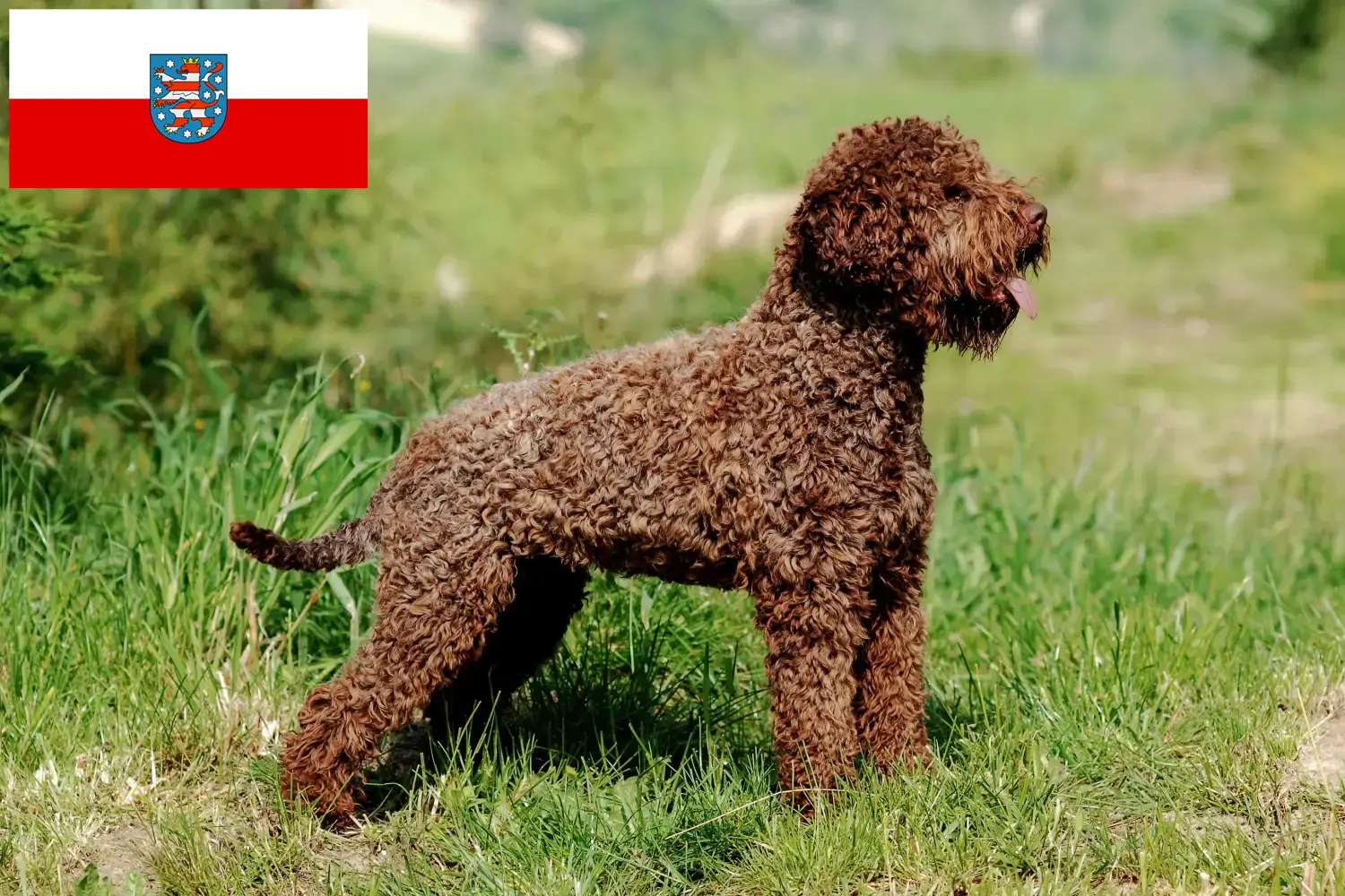 Read more about the article Criadores de Lagotto Romagnolo e cachorros na Turíngia