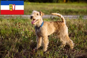 Read more about the article Criadores de Lakeland Terrier e cachorros em Schleswig-Holstein