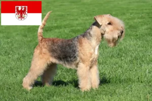 Read more about the article Criadores de Lakeland Terrier e cachorros em Brandenburg