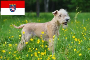 Read more about the article Criadores de Lakeland Terrier e cachorros em Hessen