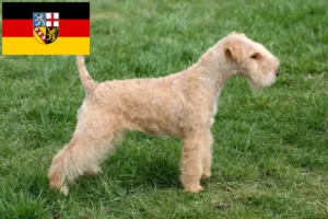 Read more about the article Criadores de Lakeland Terrier e cachorros em Saarland