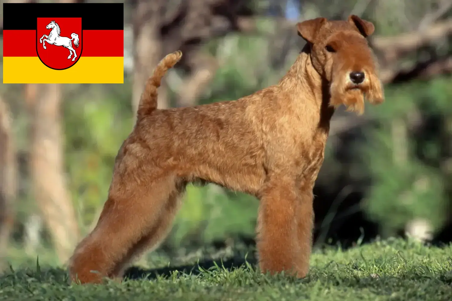 Read more about the article Criadores de Lakeland Terrier e cachorros na Baixa Saxónia