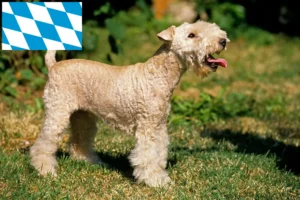 Read more about the article Criadores de Lakeland Terrier e cachorros em Bavaria