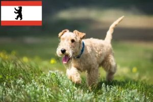 Read more about the article Criadores de Lakeland Terrier e cachorros em Berlim