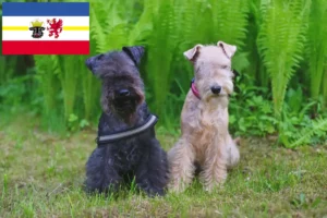 Read more about the article Criadores de Lakeland Terrier e cachorros em Mecklenburg-Vorpommern