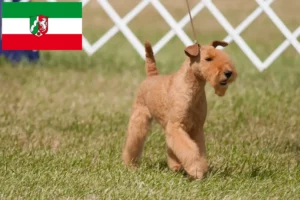 Read more about the article Criadores de Lakeland Terrier e cachorros em Renânia do Norte-Vestefália