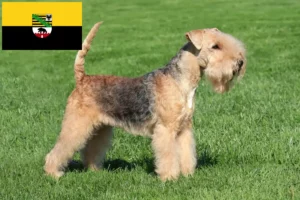 Read more about the article Criadores de Lakeland Terrier e cachorros em Saxónia-Anhalt