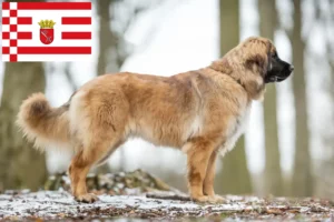 Read more about the article Criadores de Leonberger e cachorros em Bremen