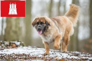 Read more about the article Criadores de Leonberger e cachorros em Hamburgo