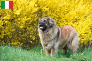 Read more about the article Criadores de Leonberger e cachorros em Itália