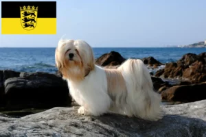 Read more about the article Criadores de Lhasa Apso e cachorros em Baden-Württemberg