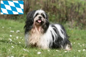 Read more about the article Criadores de Lhasa Apso e cachorros na Baviera