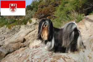 Read more about the article Criadores de Lhasa Apso e cachorros em Brandenburg