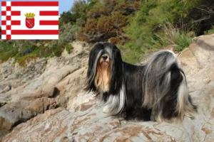 Read more about the article Criadores de Lhasa Apso e cachorros em Bremen