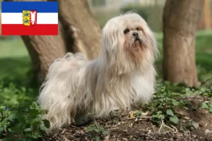 Read more about the article Criadores de Lhasa Apso e cachorros em Schleswig-Holstein