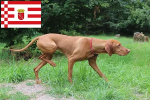 Read more about the article Criadores de Magyar Vizsla e cachorros em Bremen