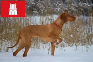 Read more about the article Criadores de Magyar Vizsla e cachorros em Hamburgo