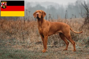 Read more about the article Criadores de Magyar Vizsla e cachorros em Rhineland-Palatinate