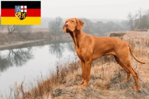 Read more about the article Criadores de Magyar Vizsla e cachorros em Saarland