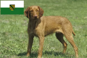 Read more about the article Criadores de Magyar Vizsla e cachorros na Saxónia