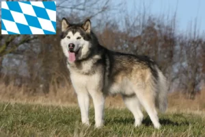 Read more about the article Criadores de Malamute do Alasca e cachorros na Baviera