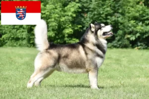 Read more about the article Criadores de Malamute do Alasca e cachorros em Hessen