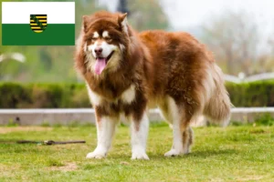 Read more about the article Criadores de Malamute do Alasca e cachorros em Saxónia