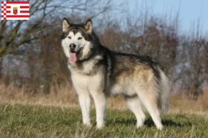 Read more about the article Criadores de Malamute do Alasca e cachorros em Bremen