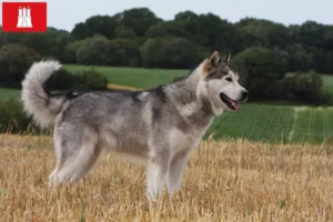 Read more about the article Criadores de Malamute do Alasca e cachorros em Hamburgo