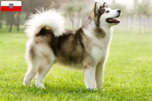 Read more about the article Criadores de Malamute do Alasca e cachorros na Turíngia