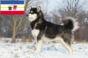 Read more about the article Criadores de Malamute do Alasca e cachorros em Mecklenburg-Vorpommern