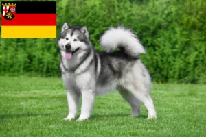 Read more about the article Criadores de Malamute do Alasca e cachorros em Renânia-Palatinado