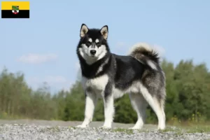 Read more about the article Criadores de Malamute do Alasca e cachorros em Saxónia-Anhalt