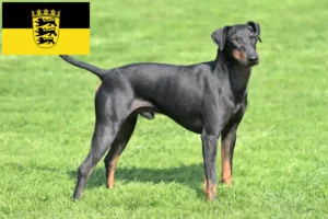 Read more about the article Criadores de Manchester Terrier e cachorros em Baden-Württemberg