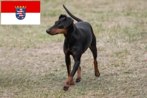 Read more about the article Criadores de Manchester Terrier e cachorros em Hessen