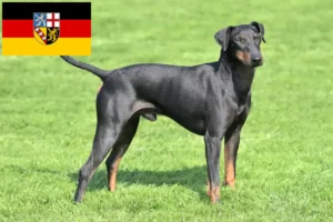 Read more about the article Criadores de Manchester Terrier e cachorros em Saarland