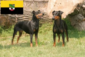 Read more about the article Criadores de Manchester Terrier e cachorros em Saxónia-Anhalt