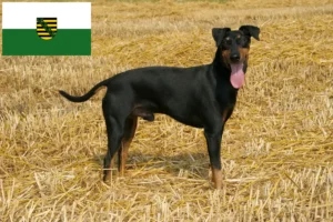 Read more about the article Criadores de Manchester Terrier e cachorros em Saxónia