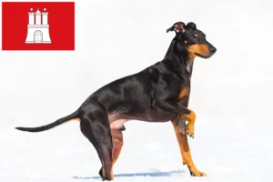 Read more about the article Criador de Manchester Terrier e cachorros em Hamburgo