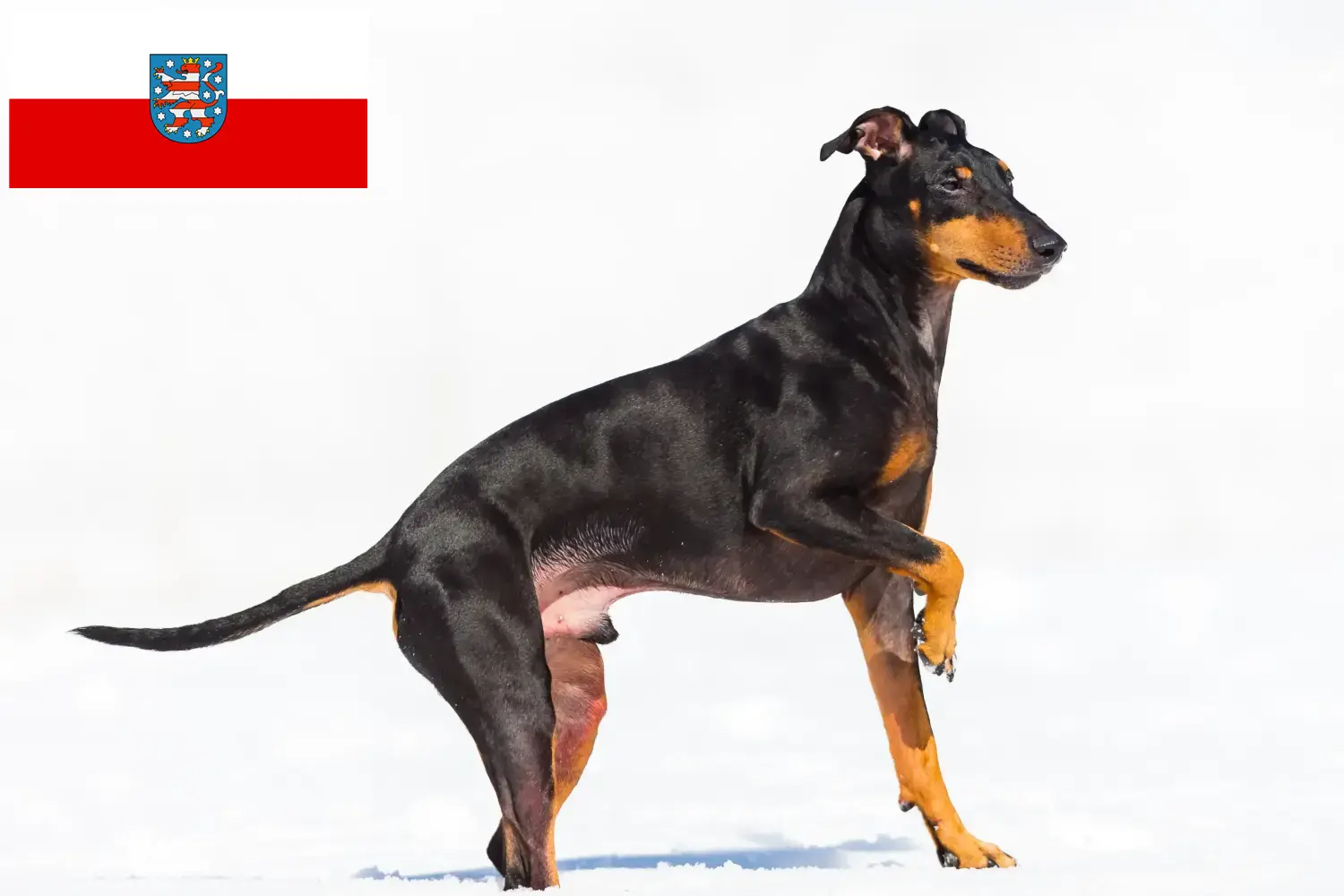 Read more about the article Criadores de Manchester Terrier e cachorros em Thuringia