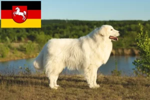 Read more about the article Criadores de Maremma Abruzzi Sheepdog e cachorros na Baixa Saxónia