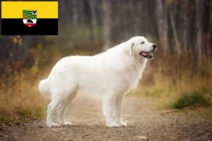 Read more about the article Criadores de Maremma Abruzzi Sheepdog e cachorros em Saxónia-Anhalt