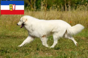 Read more about the article Criadores de Maremma Abruzzi Sheepdog e cachorros em Schleswig-Holstein