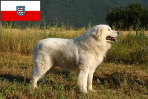 Read more about the article Criadores de Maremma Abruzzi Sheepdog e cachorros em Thuringia